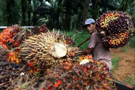 Harga CPO Menguat, TBS Sawit Kaltim Ikut Naik
